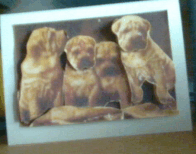 babyhunde.gif