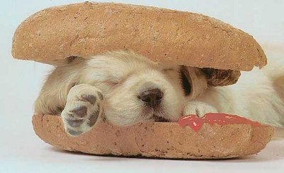hotdog2.jpg