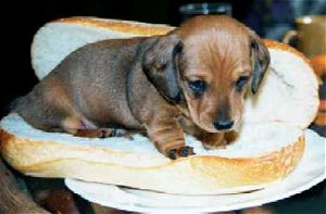 hotdog3.jpg