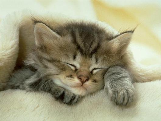 katze1.jpg
